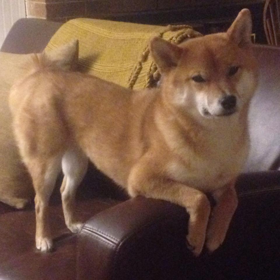 戈麦斯冠军级表现引爆都灵之夜，尤文末节狂澜带走芬兰神话