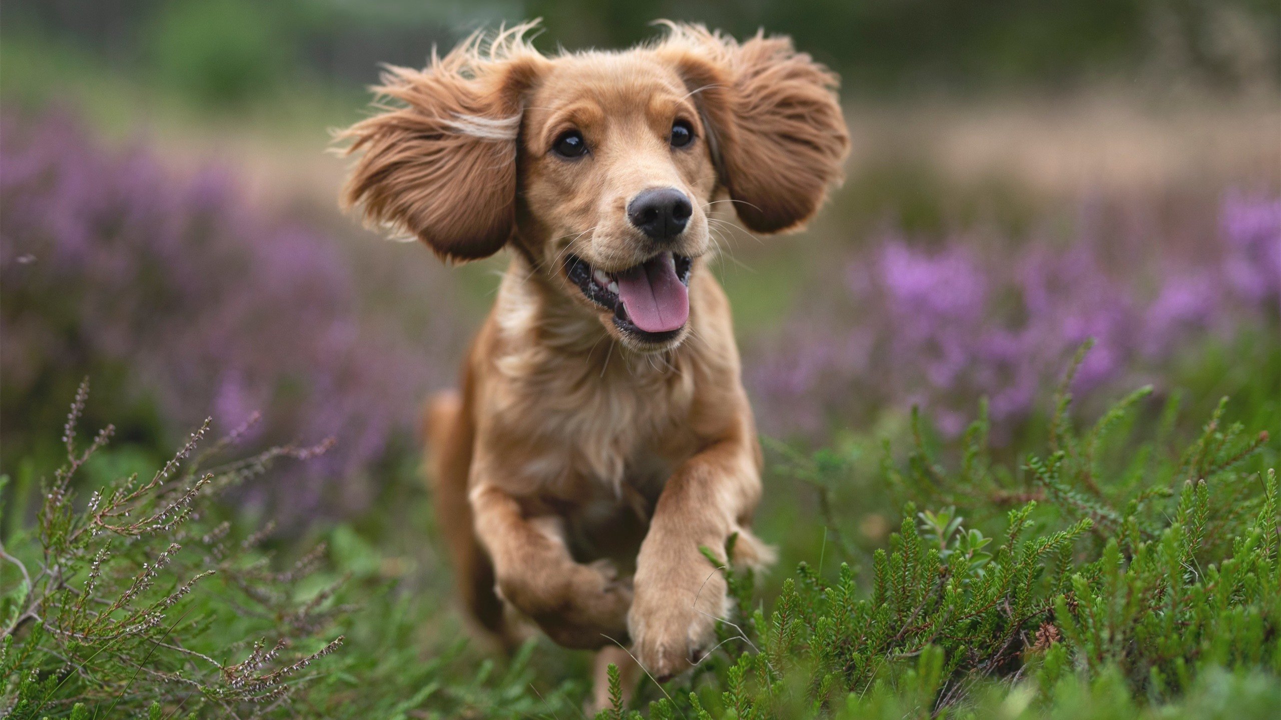 孙兴慜超级爆发!哥斯达黎加争冠战力克切尔西夺冠